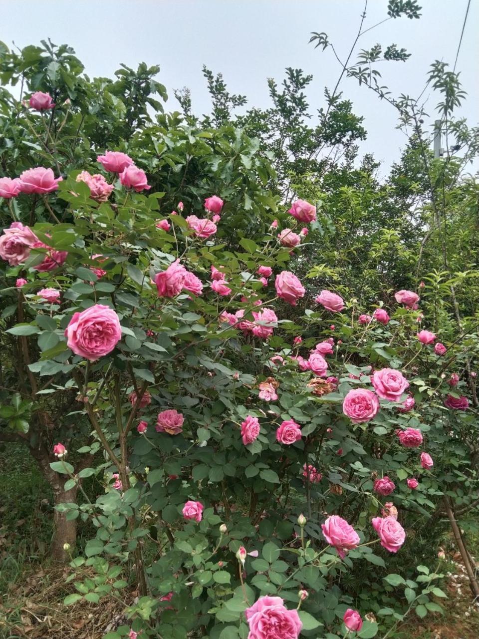 A Lin Homestay Bac Ha ภายนอก รูปภาพ